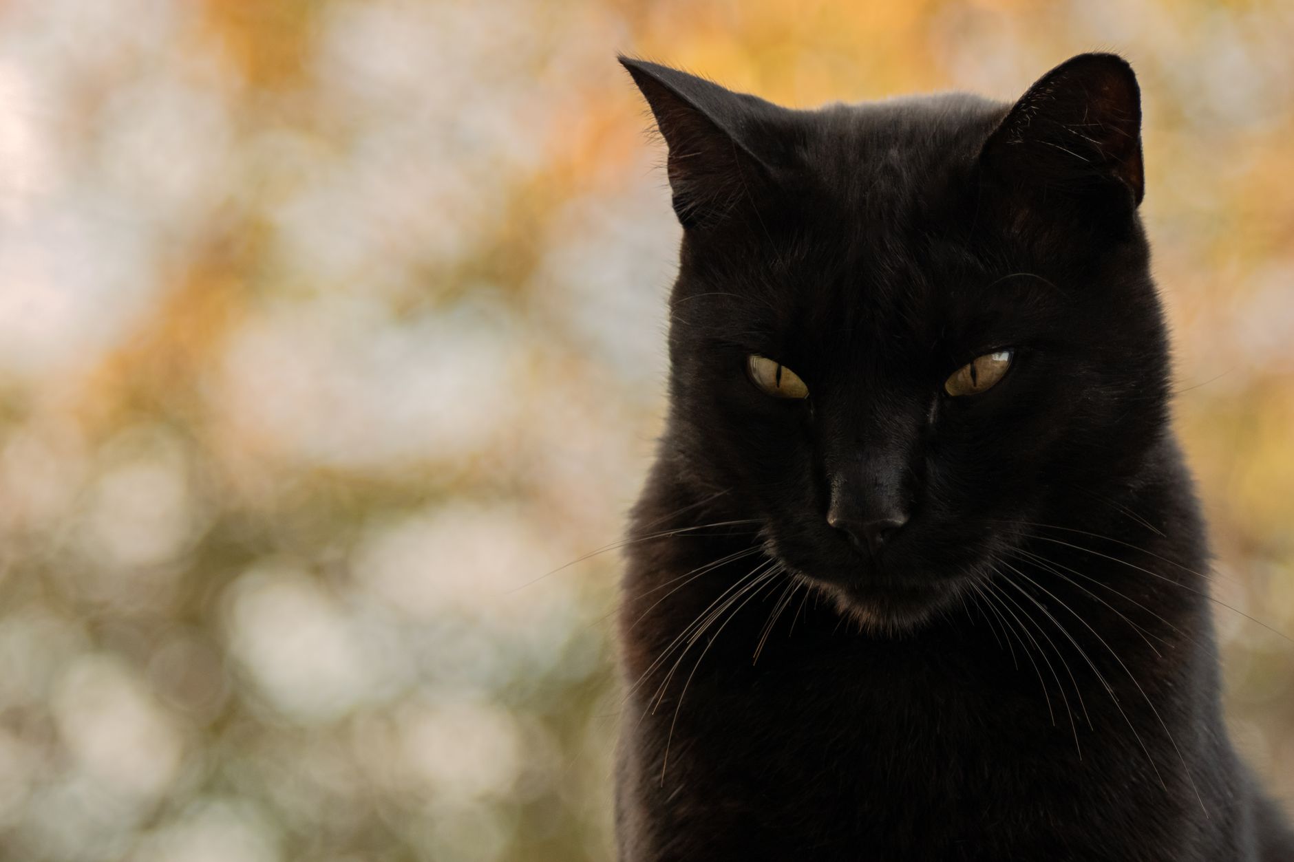 A captivating portrait of a black cat with glowing eyes against a blurred autumn background